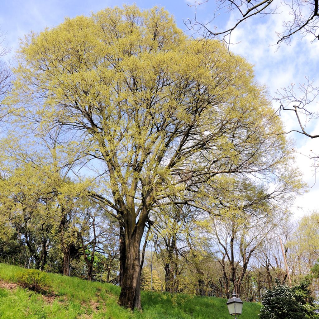Celtis occidentalis - Bagolaro occidentale