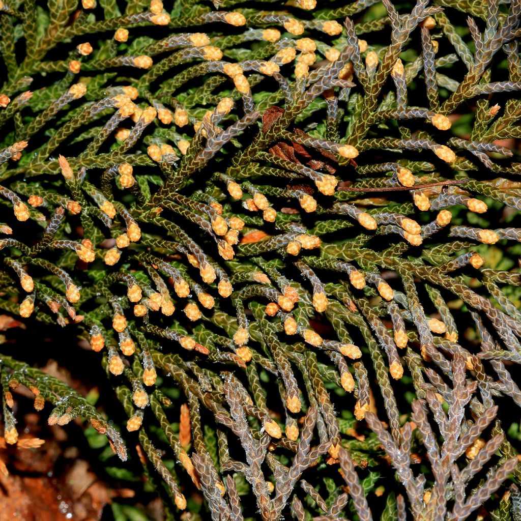 Microbiota decussata Fuzzball