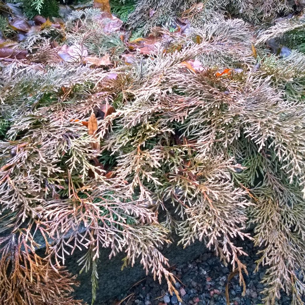 Microbiota decussata Fuzzball