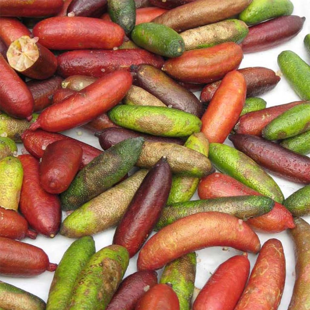 Microcitrus australasica - Caviale di limone