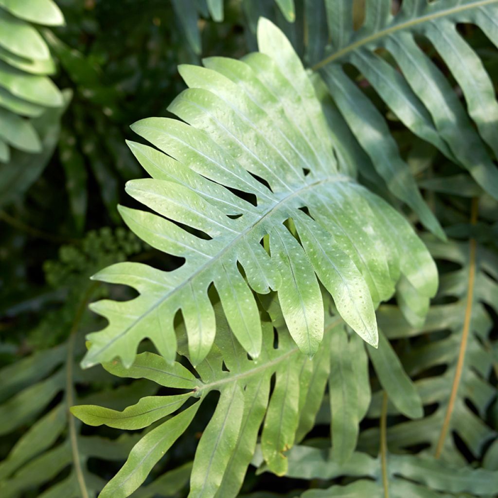 Microsorum diversifolium - Felce canguro