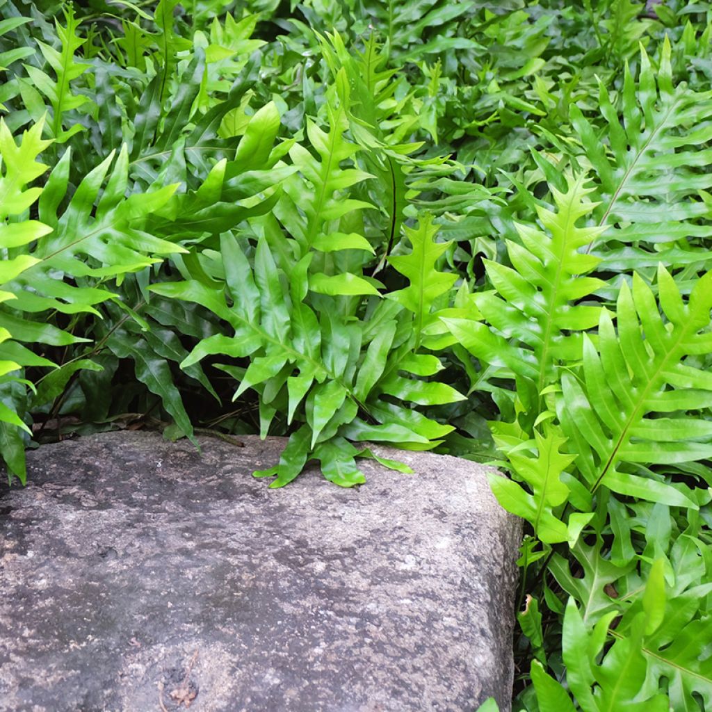 Microsorum diversifolium - Felce canguro
