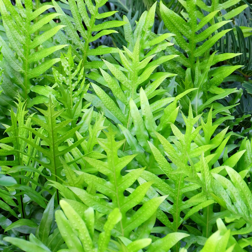 Microsorum diversifolium - Felce canguro