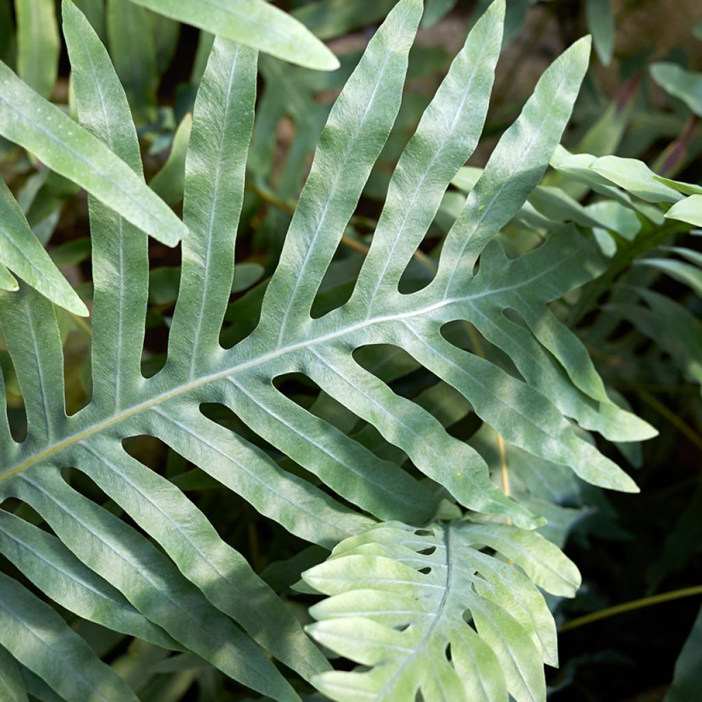 Microsorum diversifolium - Felce canguro