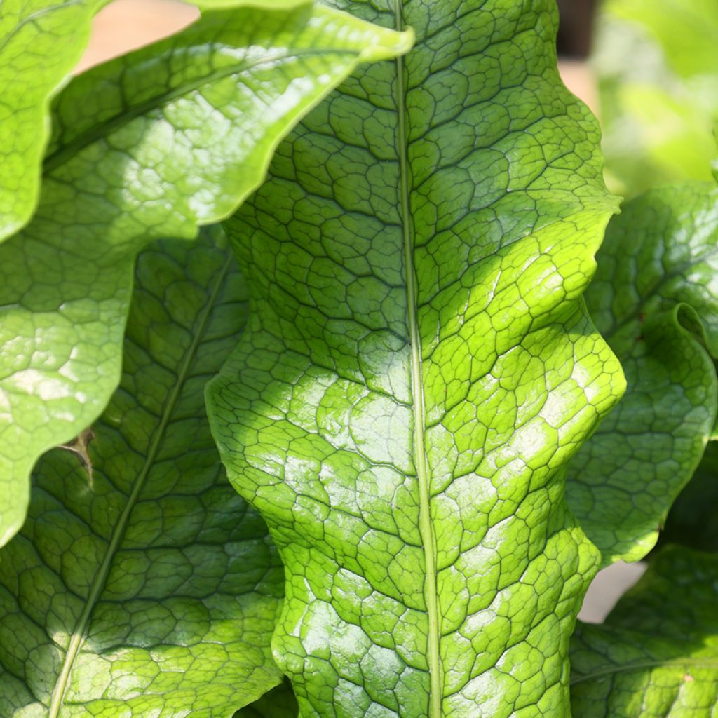 Microsorum musifolium Crocodyllus - Felce coccodrillo