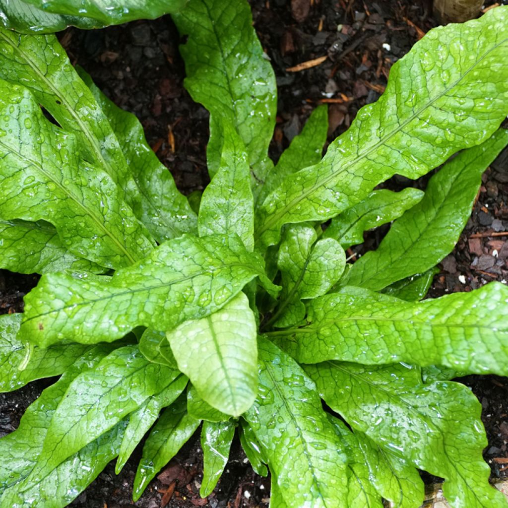 Microsorum musifolium Crocodyllus - Felce coccodrillo