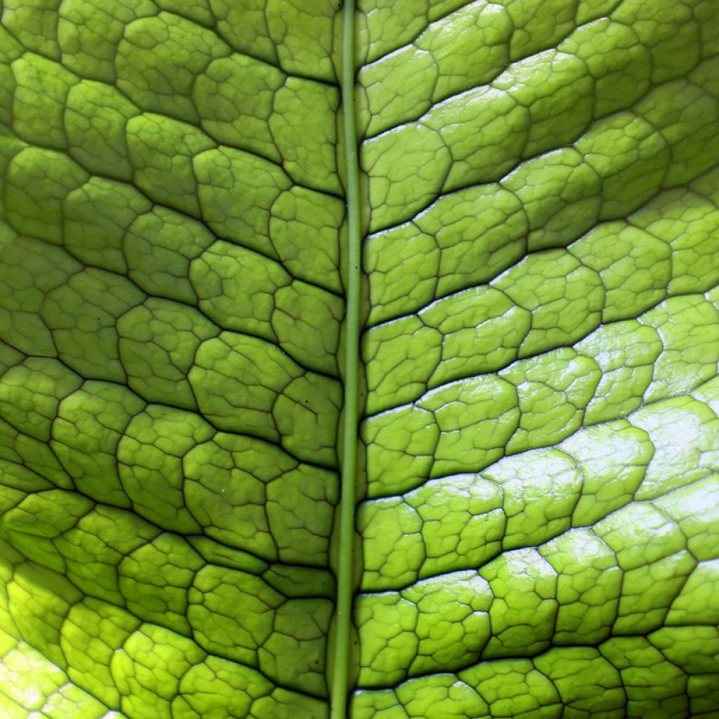 Microsorum musifolium Crocodyllus - Felce coccodrillo