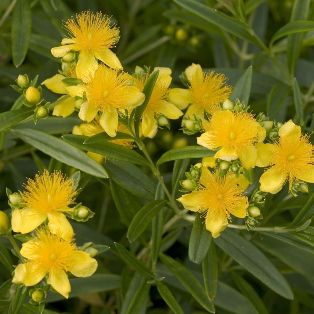 Hypericum kalmianum Sunny Boulevard - Iperico