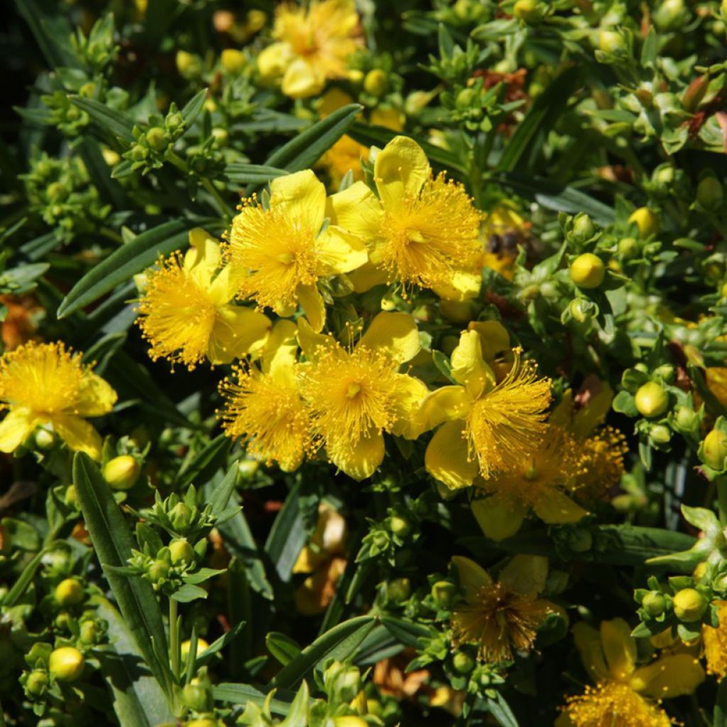 Hypericum kalmianum Sunny Boulevard - Iperico