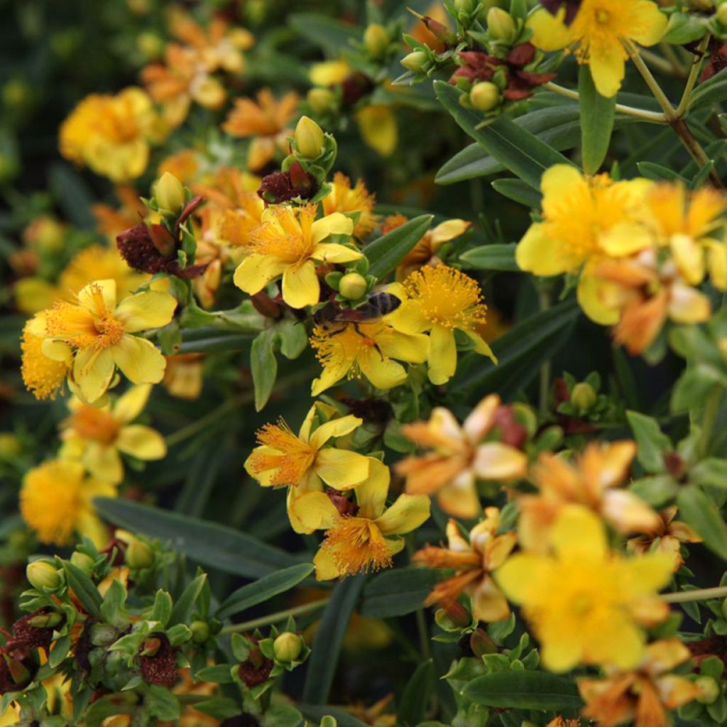 Hypericum kalmianum Sunny Boulevard - Iperico