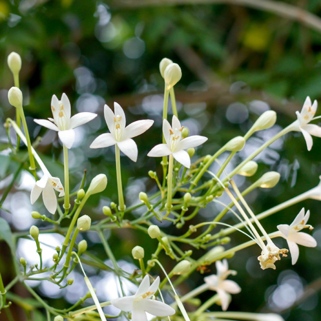 Millingtonia hortensis