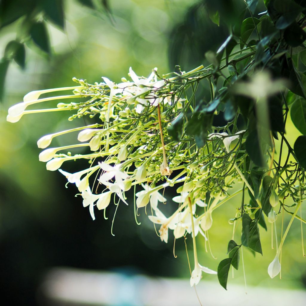 Millingtonia hortensis