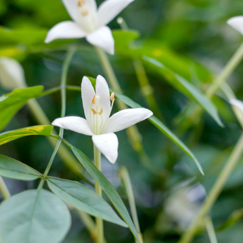 Millingtonia hortensis