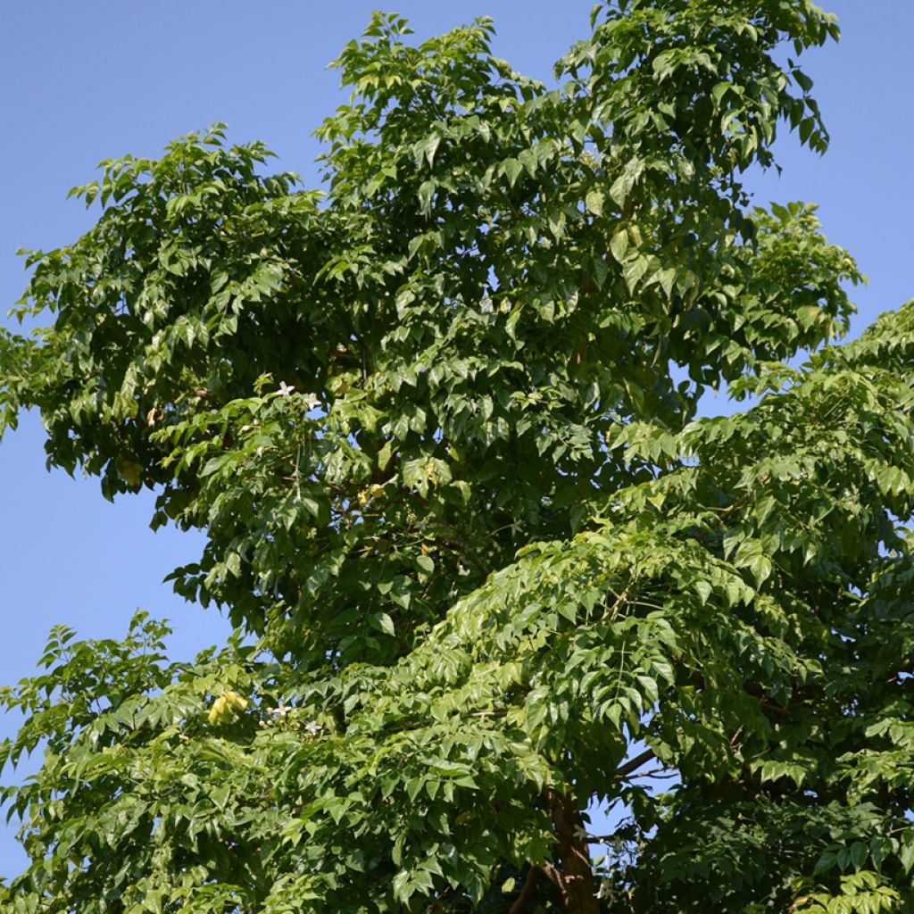 Millingtonia hortensis