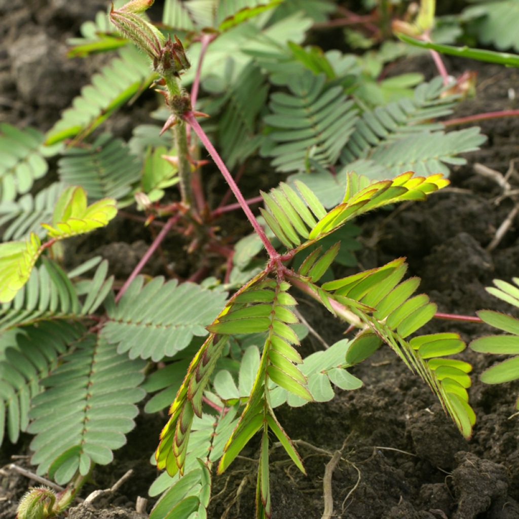 Mimosa pudica - Sensitiva