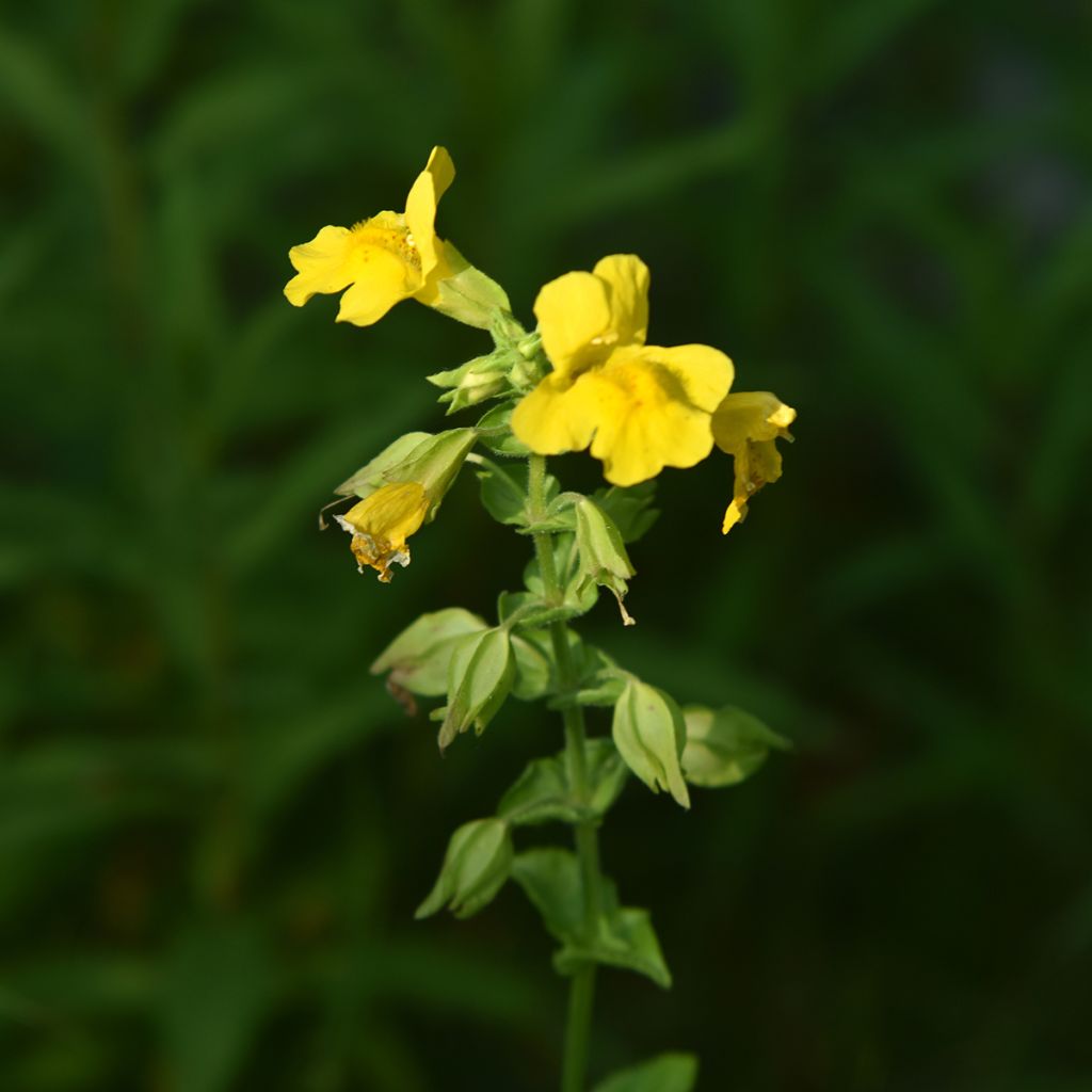 Mimulus luteus