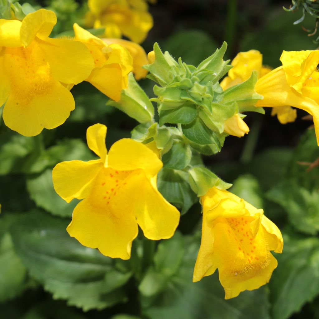 Mimulus luteus