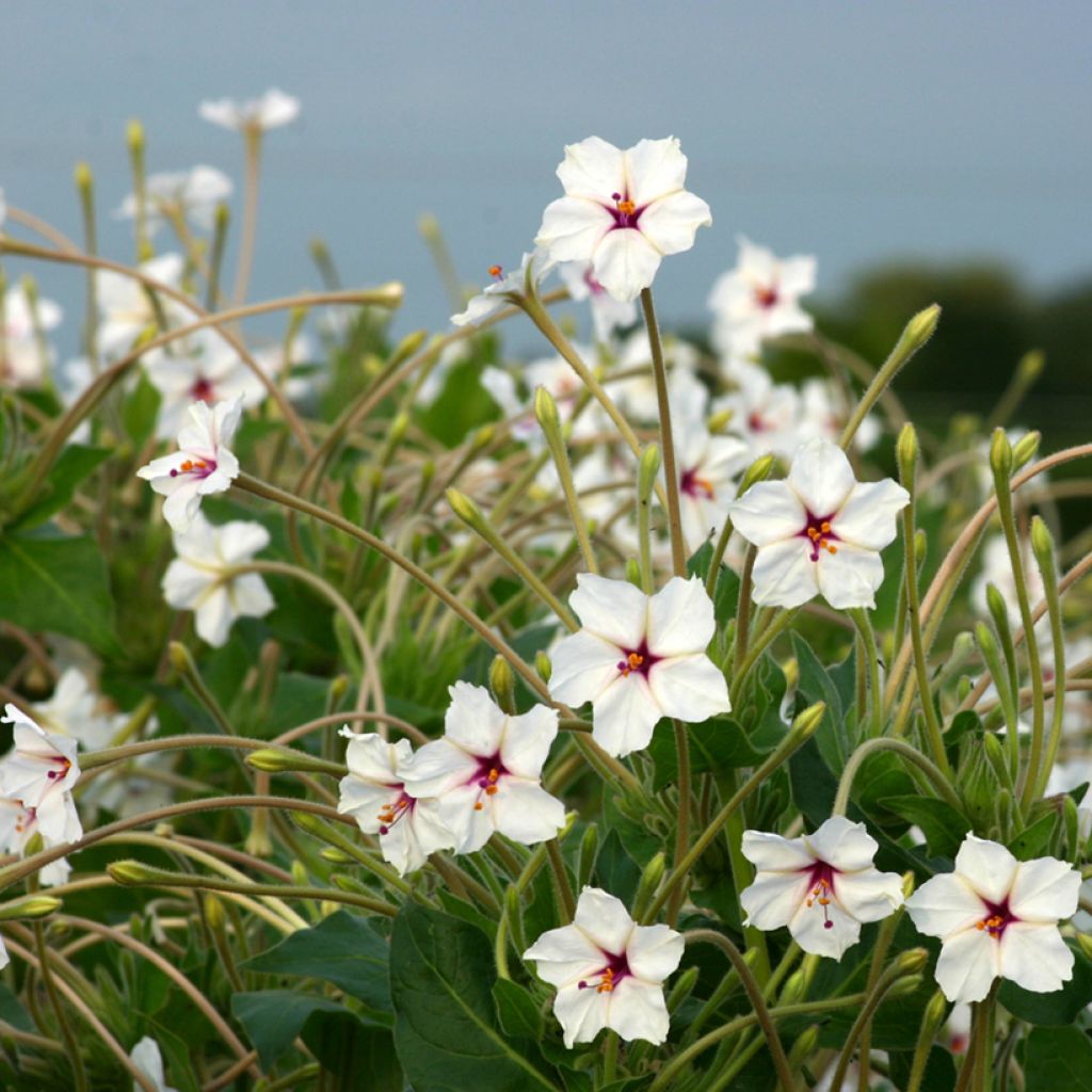 Mirabilis longiflora - Bella di notte longiflora