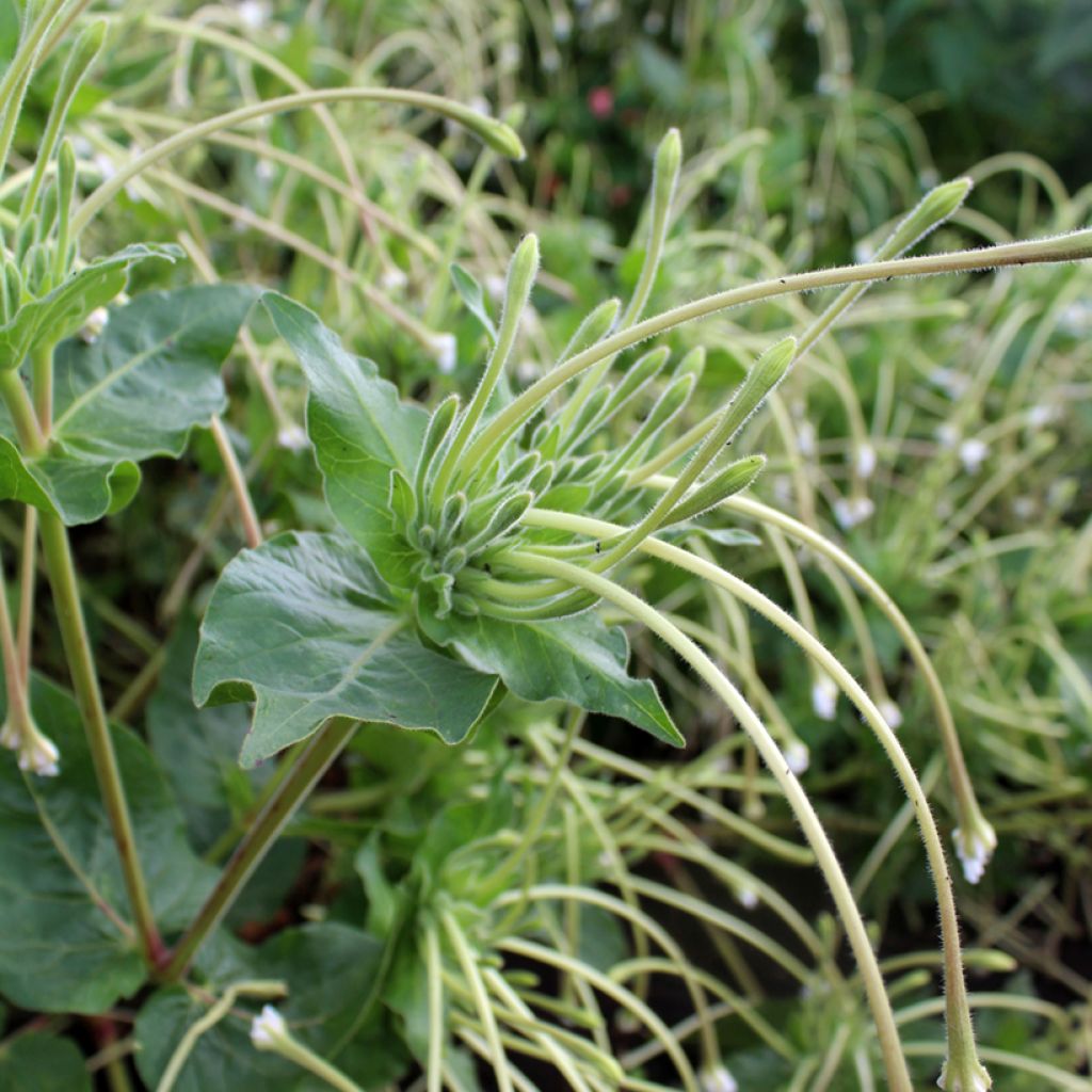 Mirabilis longiflora - Bella di notte longiflora
