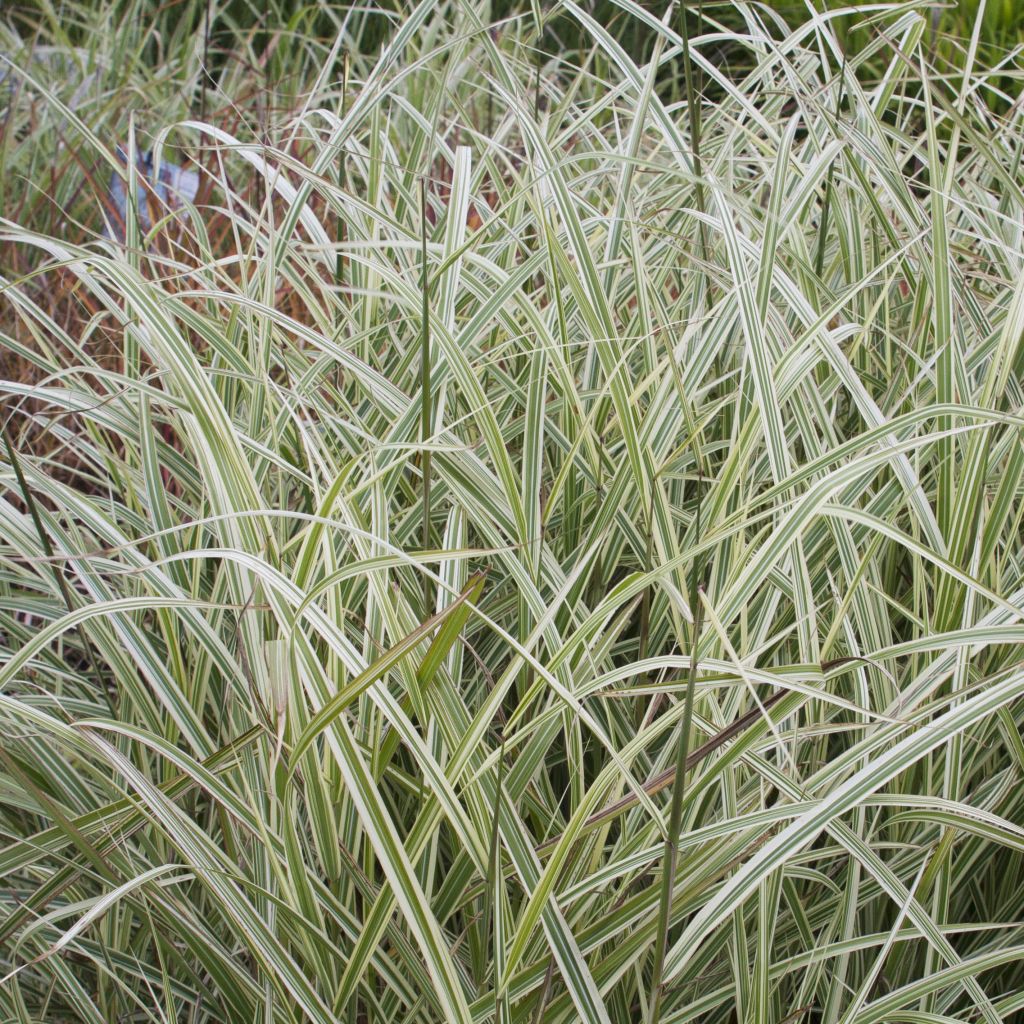 Miscanthus sinensis Variegatus