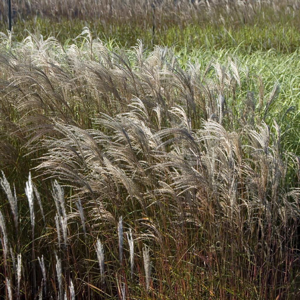 Miscanthus sinensis Adagio