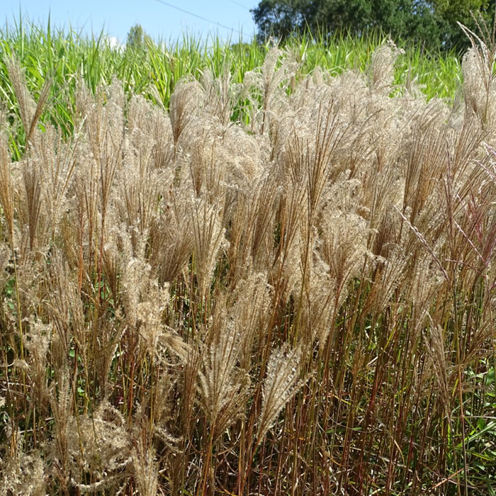 Miscanthus sinensis Dronning Ingrid