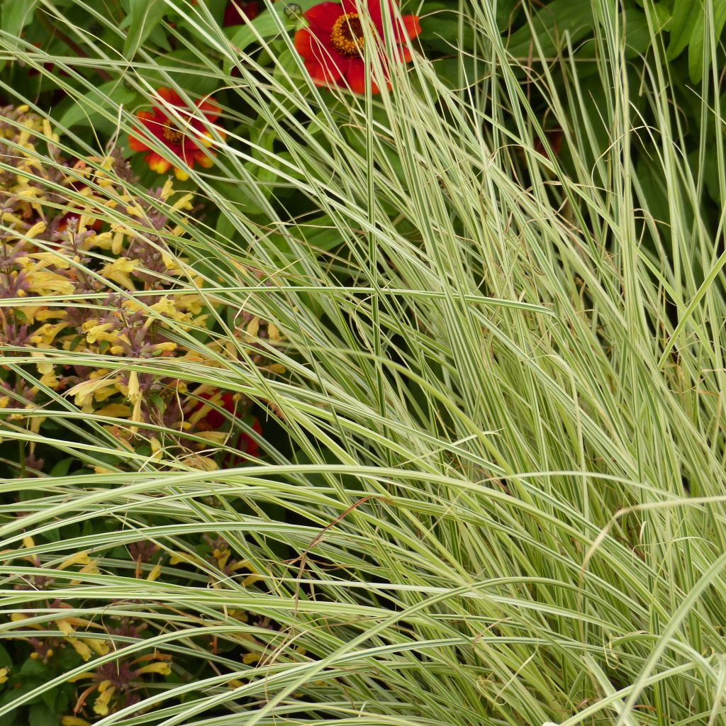 Miscanthus sinensis Morning Bright