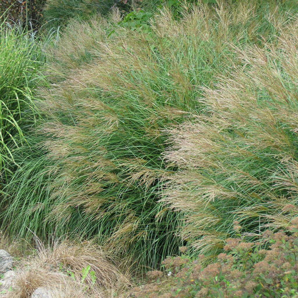 Miscanthus sinensis Poseidon