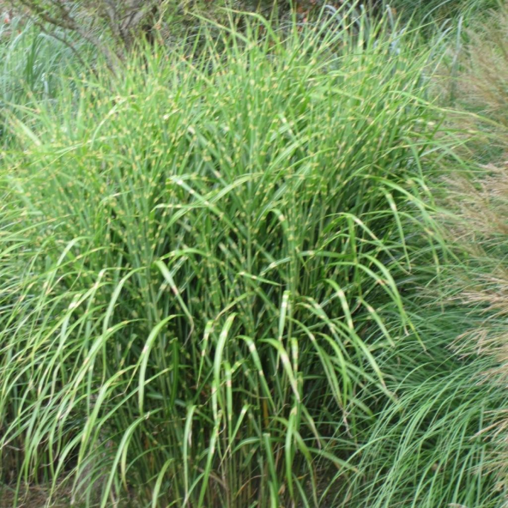 Miscanthus sinensis Zebrinus