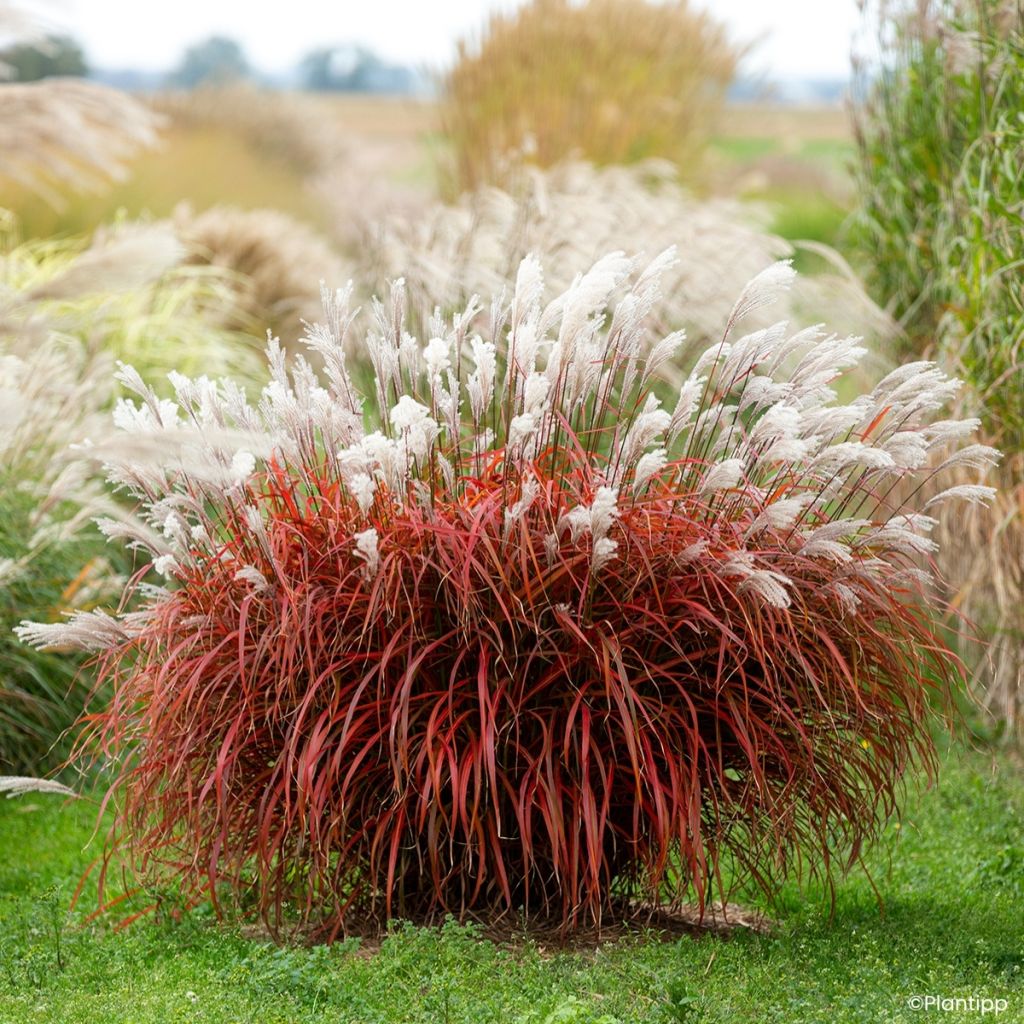 Miscanthus sinensis Lady in Red