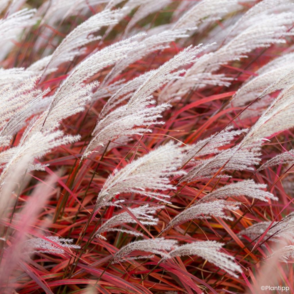 Miscanthus sinensis Lady in Red