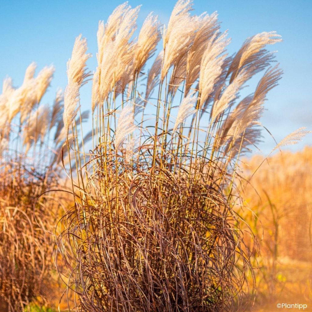 Miscanthus sinensis Lady in Red