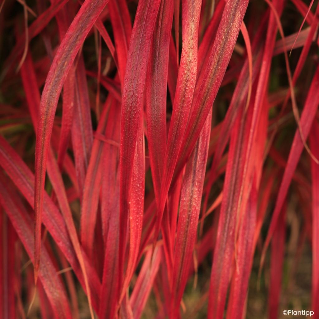 Miscanthus sinensis Lady in Red