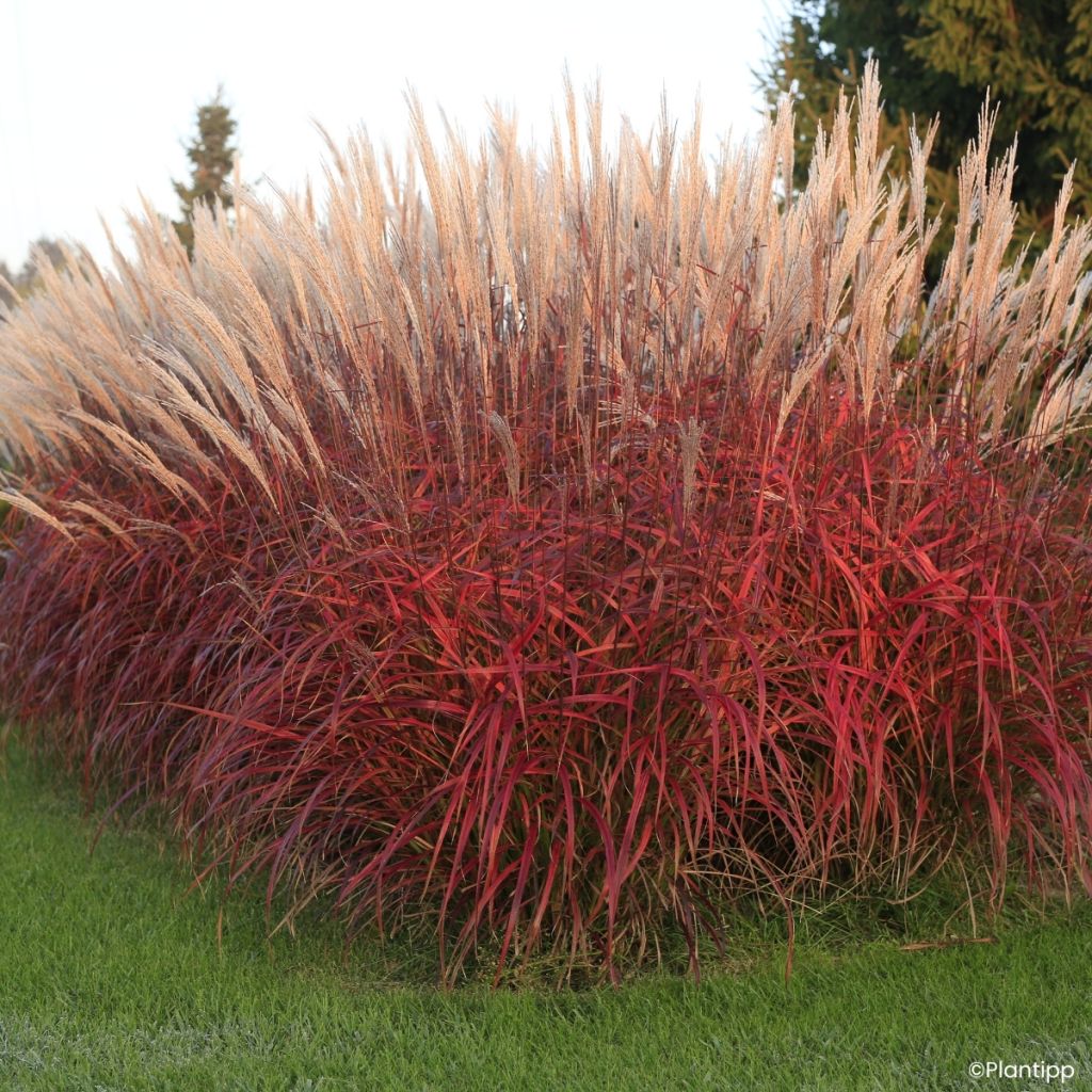 Miscanthus sinensis Lady in Red