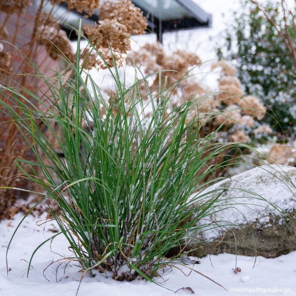 Miscanthus sinensis Miscanvert