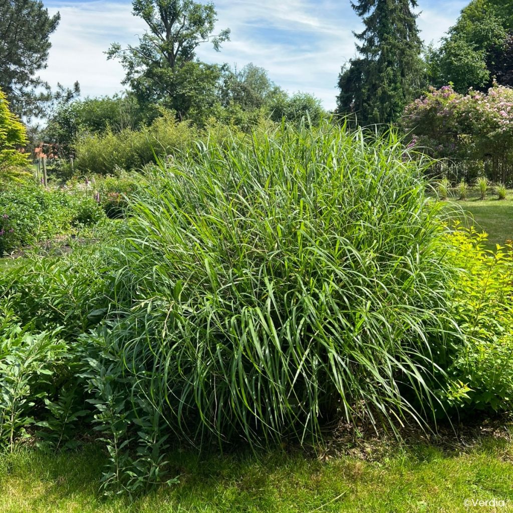 Miscanthus sinensis Miscanvert