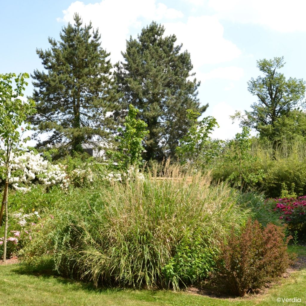 Miscanthus sinensis Miscanvert