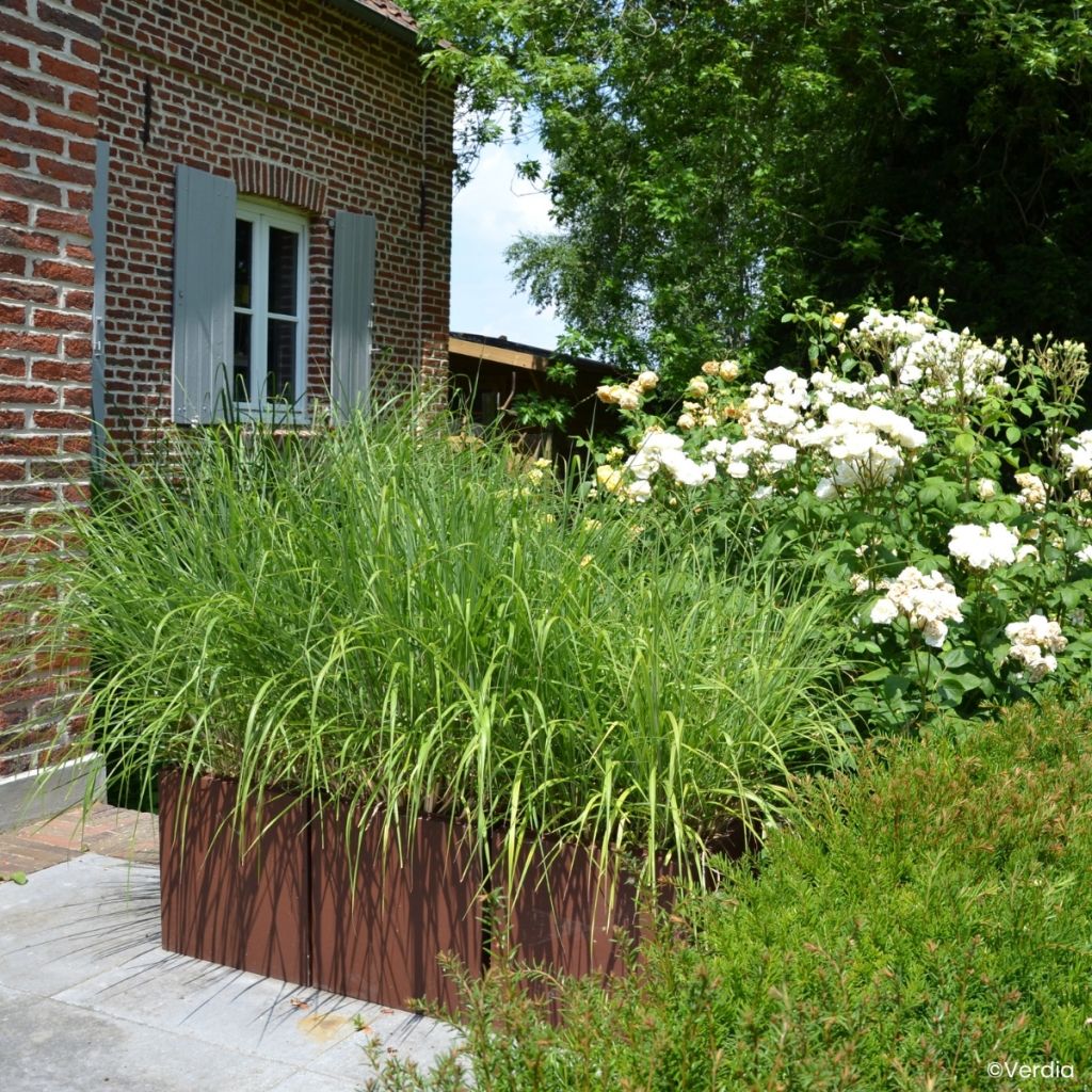 Miscanthus sinensis Miscanvert