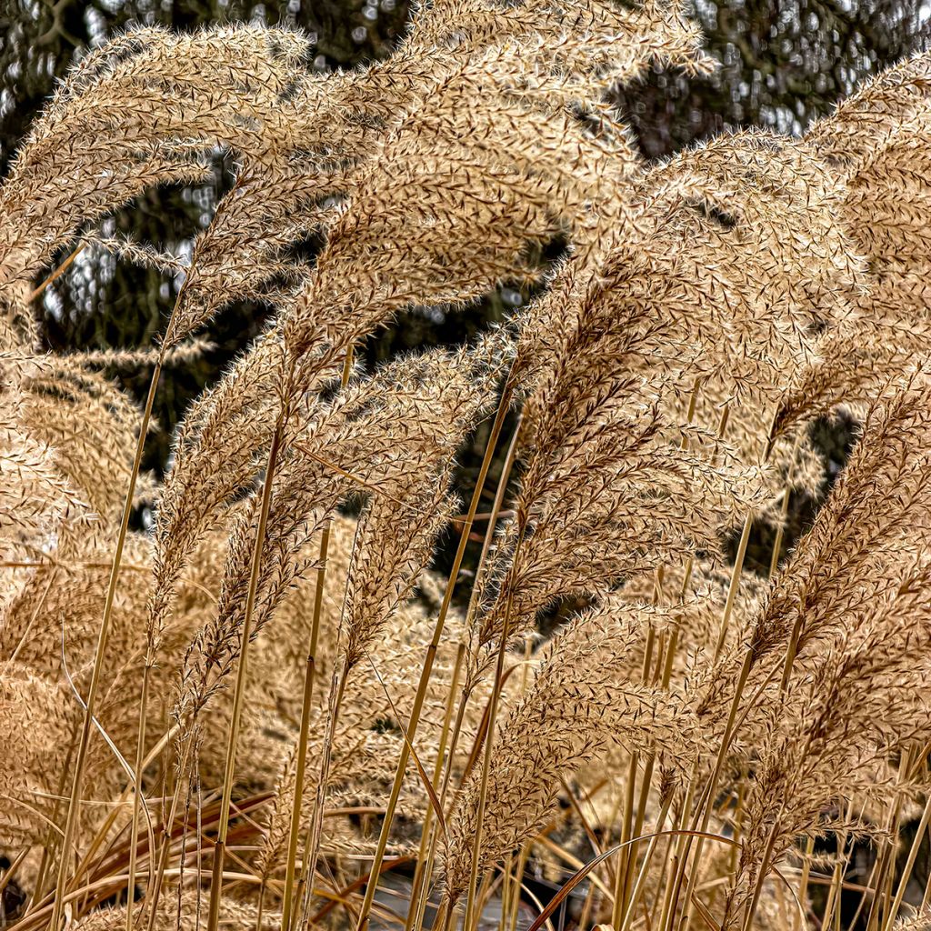 Miscanthus sinensis Giraffe
