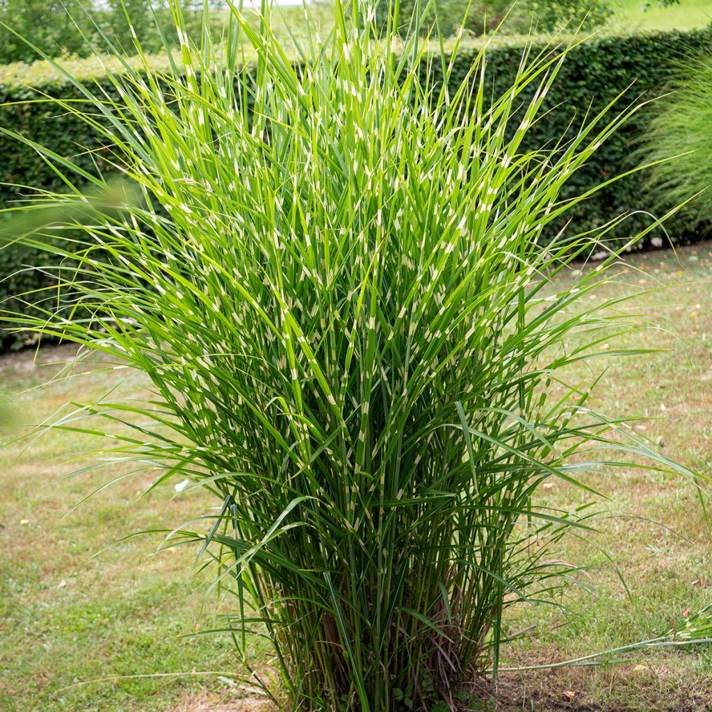 Miscanthus sinensis Giraffe