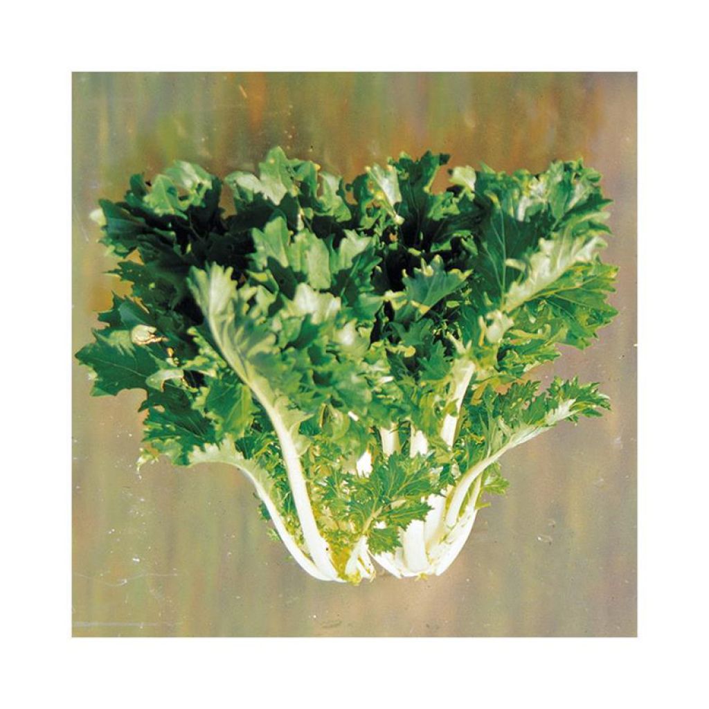Cavolo cinese Japonica