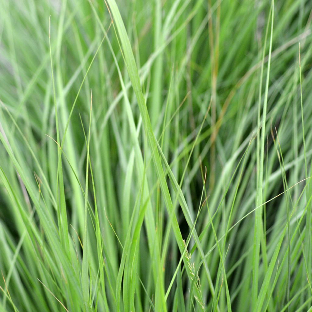 Molinia caerulea Heidezwerg