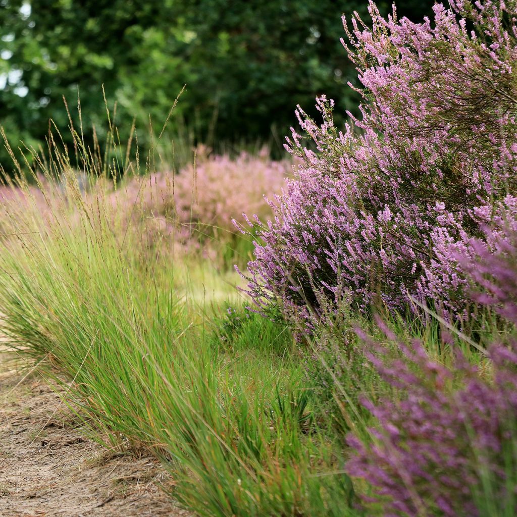 Molinia caerulea Moorflamme