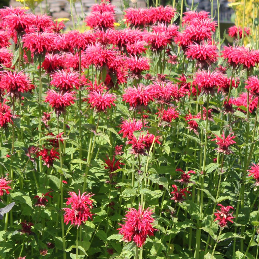 Monarda Gardenview Scarlet - Monarda