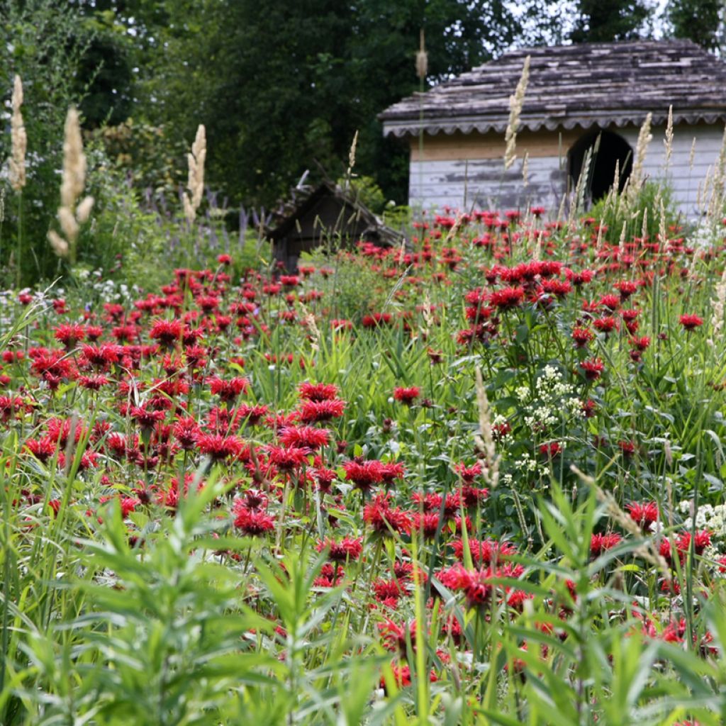 Monarda Gardenview Scarlet - Monarda