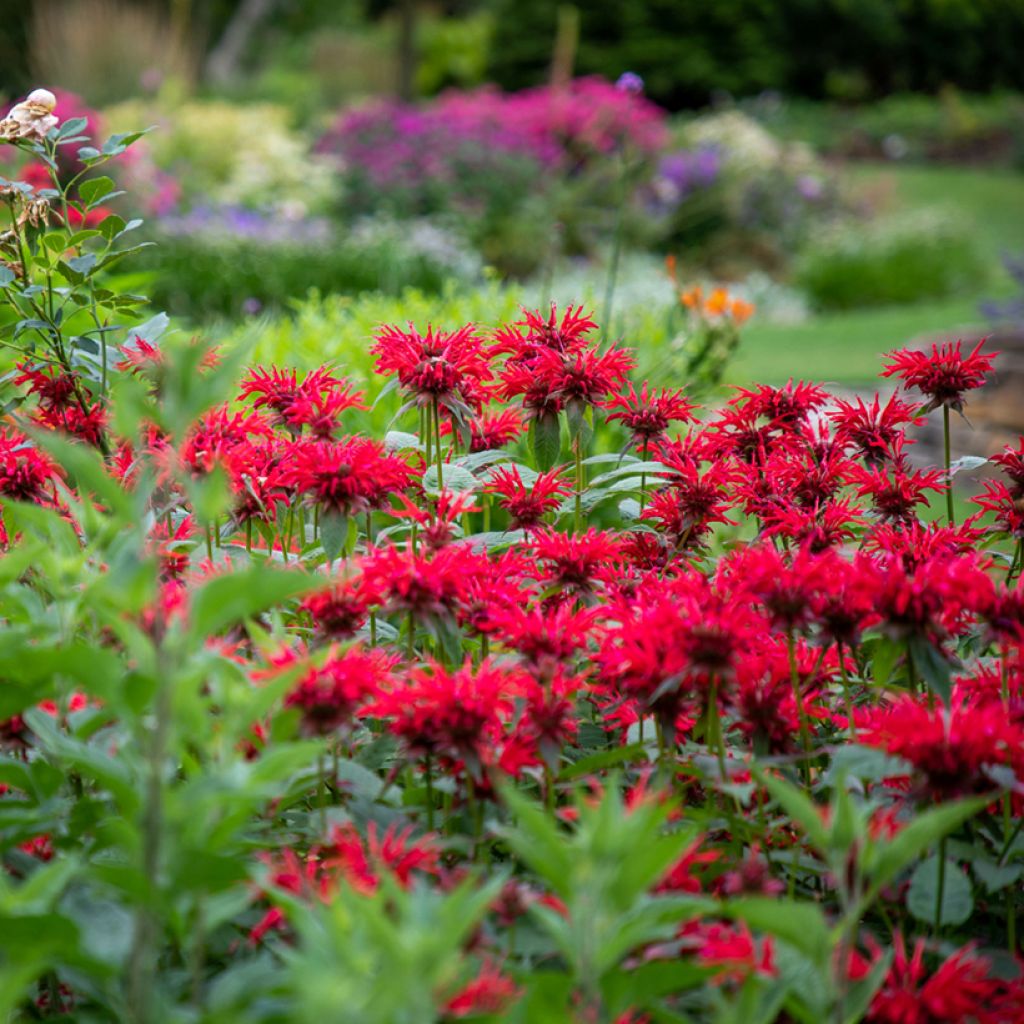 Monarda Gardenview Scarlet - Monarda