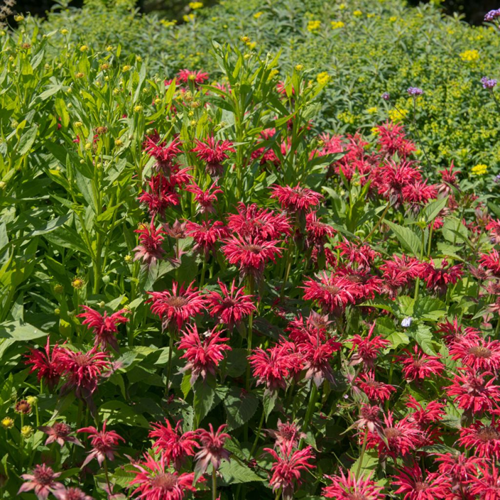 Monarda Gardenview Scarlet - Monarda