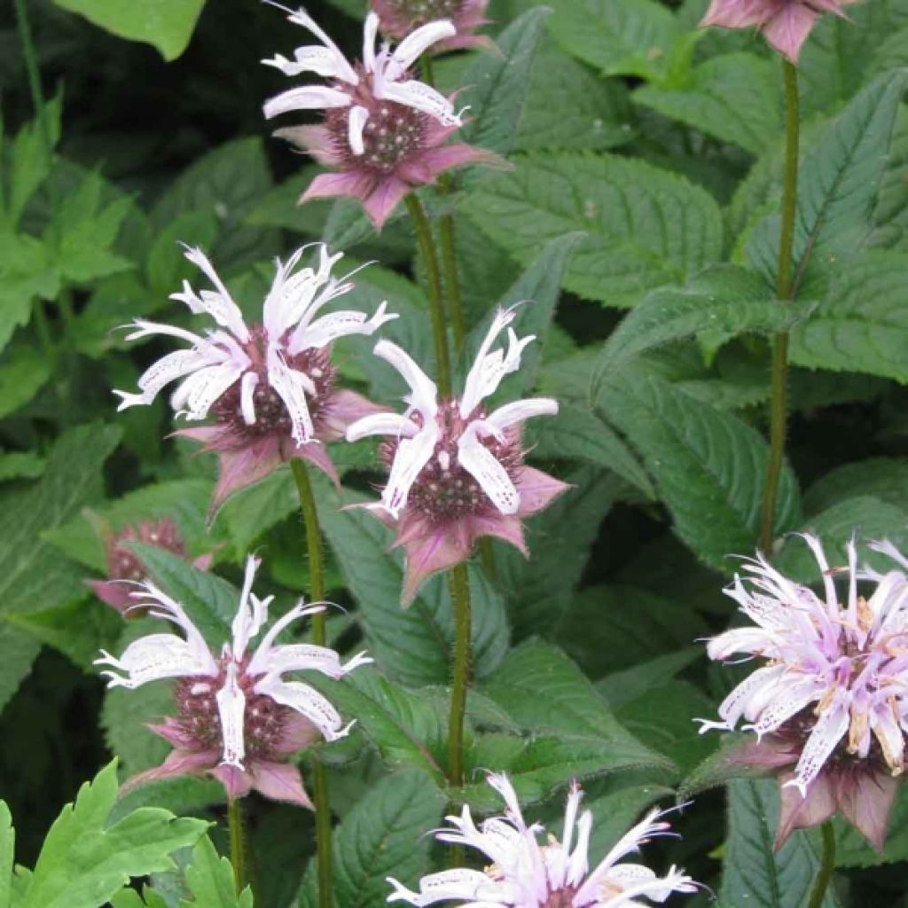 Monarda bradburiana - Monarda