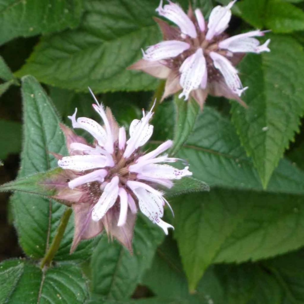 Monarda bradburiana - Monarda