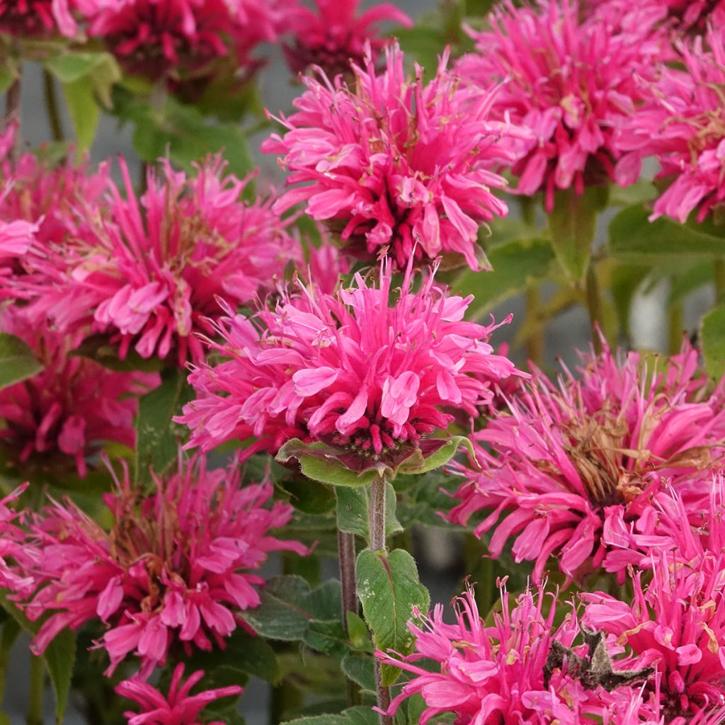 Monarda didyma Cranberry Lace - Monarda